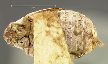 Media type: image;   Entomology 4471 Aspect: habitus ventral view